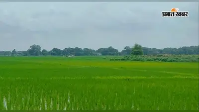 बक्सर : बारिश ने धान की फसल में भरी जान, लहलहाते खेत देख खिले किसानों के चेहरे, नीलगाय बनी सबसे बड़ी मुसीबत