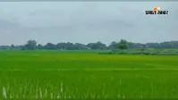 बक्सर : बारिश ने धान की फसल में भरी जान, लहलहाते खेत देख खिले किसानों के चेहरे, नीलगाय बनी सबसे बड़ी मुसीबत