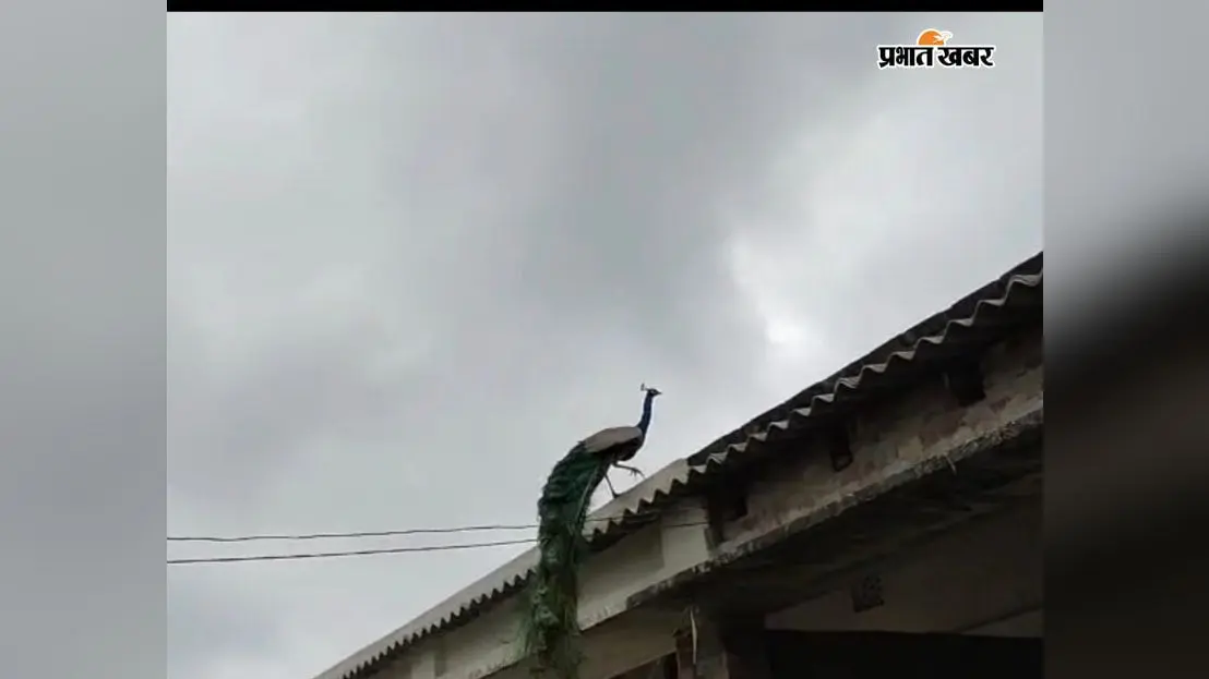 सहरसा: आरण गांव बना राष्ट्रीय पक्षी मोरों का अनूठा बसेरा, सीएम के आश्वासन के 10 साल बाद भी संरक्षण की नीति का इंतजार