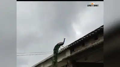 सहरसा: आरण गांव बना राष्ट्रीय पक्षी मोरों का अनूठा बसेरा, सीएम के आश्वासन के 10 साल बाद भी संरक्षण की नीति का इंतजार