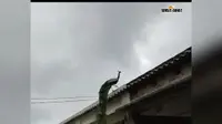 सहरसा: आरण गांव बना राष्ट्रीय पक्षी मोरों का अनूठा बसेरा, सीएम के आश्वासन के 10 साल बाद भी संरक्षण की नीति का इंतजार