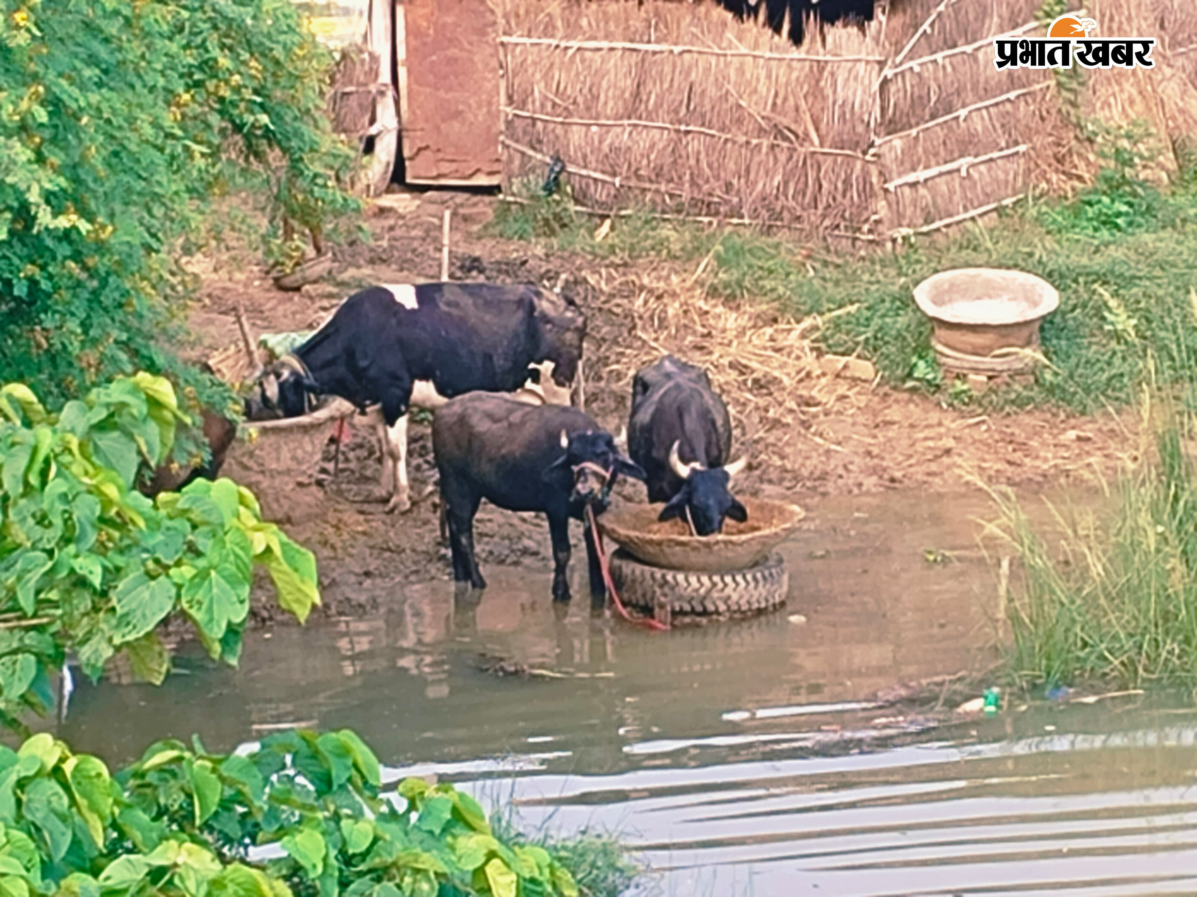 बनारपुर गांव के निचले हिस्से में घुसा बाढ़ का पानी | Prabhat Khabar Network