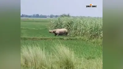 नेपाल से भटककर पहुंचा गैंडा, ड्रोन ने खोजी लोकेशन, गांव में दहशत का माहौल
