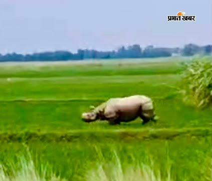   फोटो - इनरवा में खेत में फसल चरता नेपाल से भटककर पहुंचा गैंडा, रेस्क्यू में जुटी नेपाली व भारतीय वन विभाग की टीम | Prabhat Khabar Network