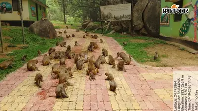 फूडिंग बिहेवियर के कारण त्रिकुट में बदला बंदरों का व्यवहार, पर्यटकों पर बढ़े हमले