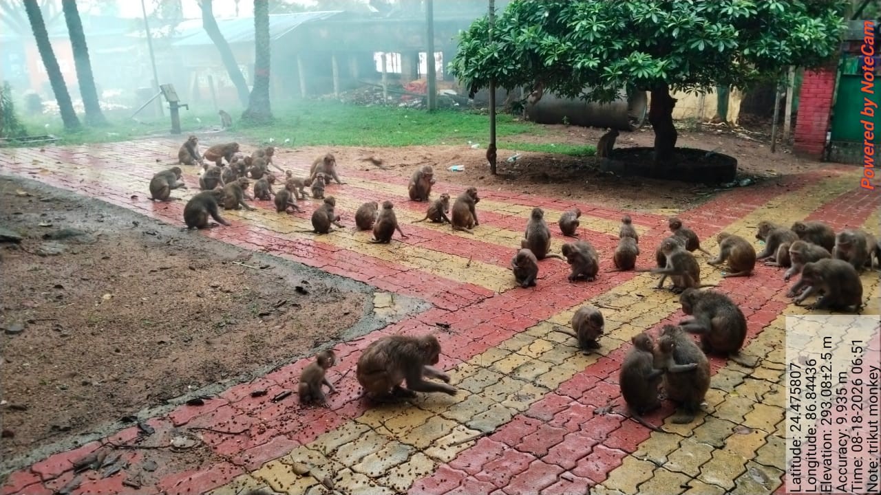 त्रिकुट पहाड़ पर बंदरों के बदले व्यवहार,