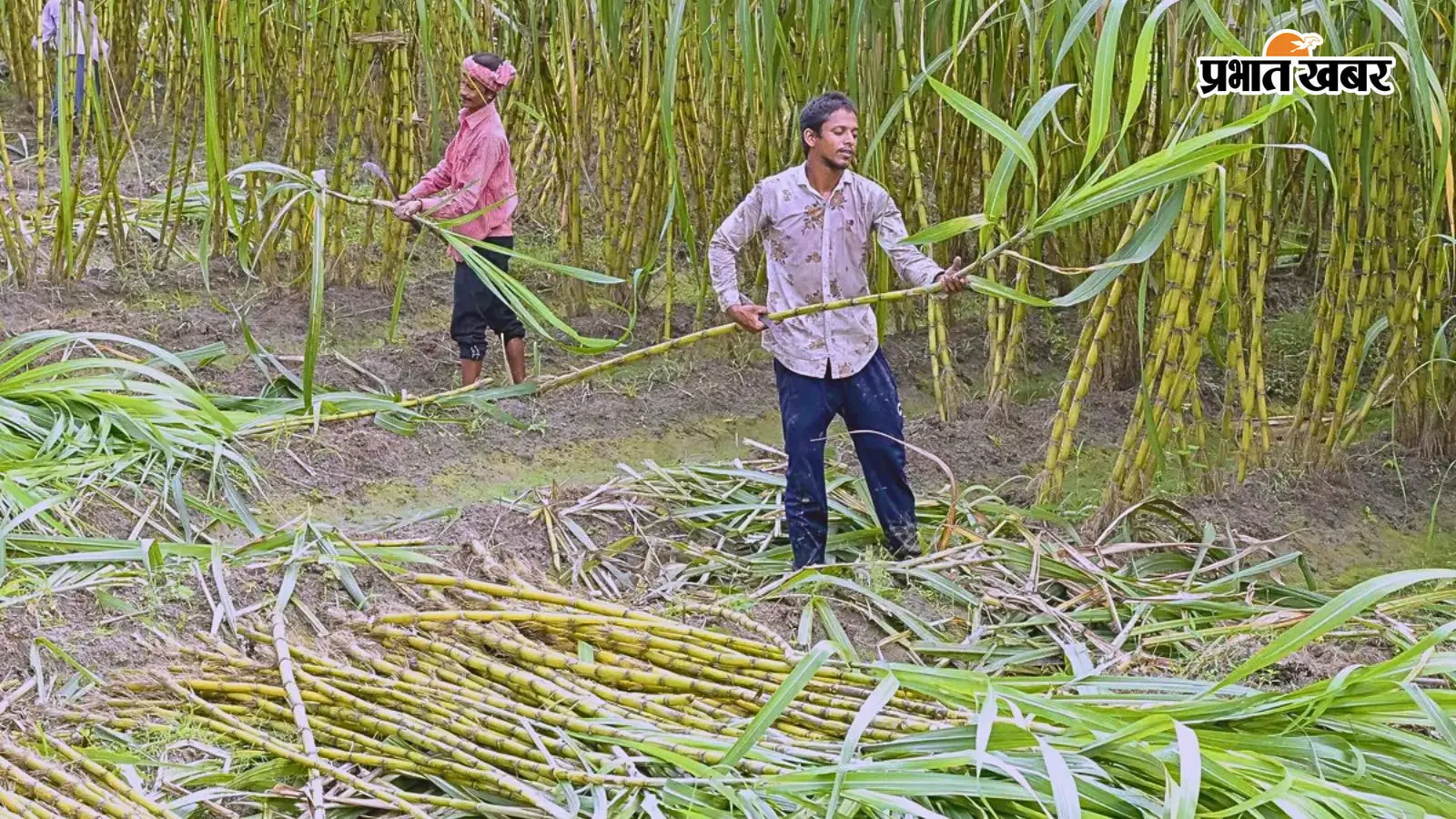 बिहार के चीनी मिलों को राहत, गन्ने की खोई से बिजली बनाने के नियम बदले, इन्हें मिलेगा फायदा