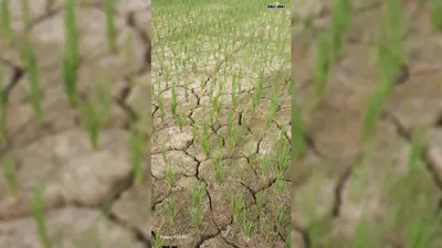 मानसून की बेरुखी ने बढ़ाई किसानों की चिंता, धान के खेतों में पड़ने लगीं दरारें