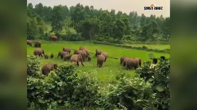 अटका इलाके से निकल कर हाथियों का झुंड पहुंचा गैड़ा, मचायी तबाही