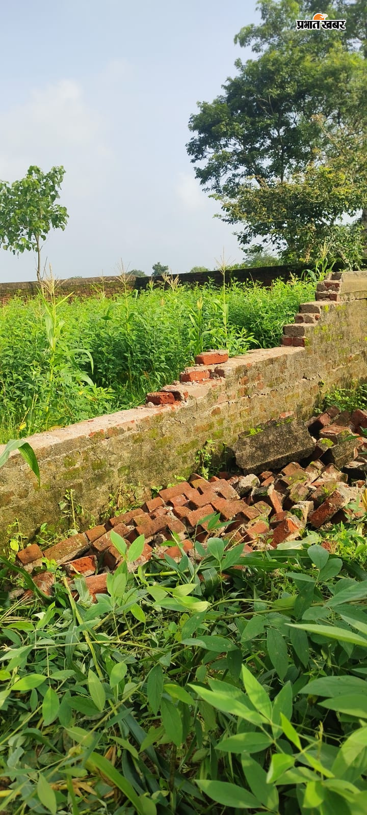 हाथियों का झुंड की तस्वीर  तोड़ी गयी चाहरदीवारी की तस्वीर | Prabhat Khabar Network