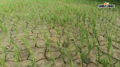 सावन में बारिश ने दिया धोखा, दरभंगा के खेतों में दरारें, धान की फसल पर मंडराया संकट