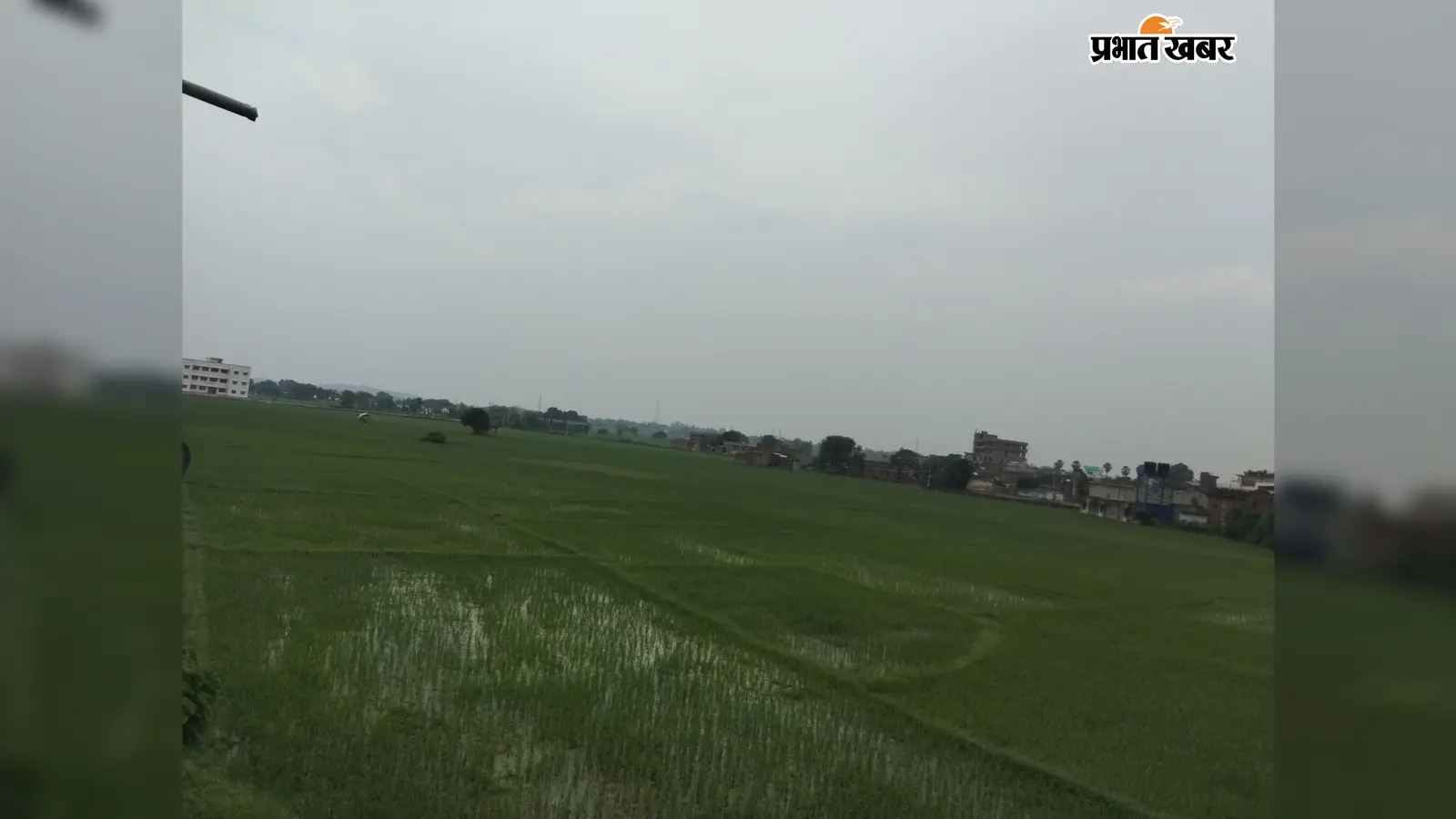 लखीसराय में खरीफ खेती ने पकड़ी रफ्तार, धान की रोपनी लक्ष्य के करीब, मक्का ने पार किया लक्ष्य