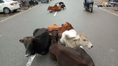 हजारीबाग की सड़कों पर आवारा मवेशियों का डेरा, राहगीरों से लेकर दुकानदार तक परेशान
