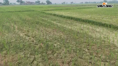 औरंगाबाद : कुटुंबा के दक्षिणी क्षेत्र के अन्नदाता बेहाल, समय पर बारिश नहीं होने से सूख रही है धान की फसल