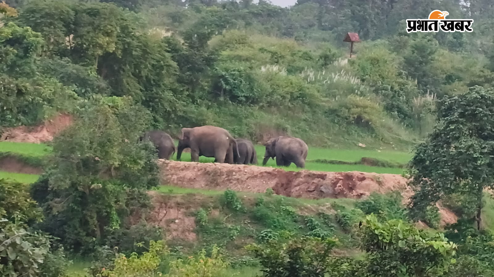 हाथियों के झुंड के जीटी रोड पर लगा जाम और भागने पहुंचे लोगों की तस्वीर | Prabhat Khabar Network