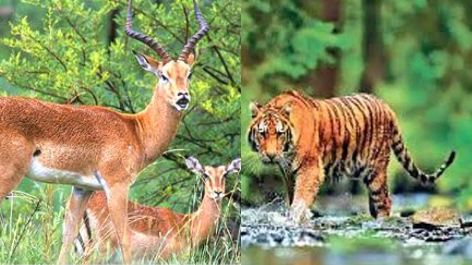 कैमूर वन्यजीव अभयारण्य की तस्वीर (Google Image)