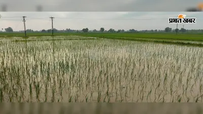 सासाराम : चेनारी में बारिश से धान की फसल लहलहाई, किसानों के चेहरे खिले, नीलगायों ने बढ़ायी चिंता