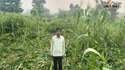 रामगढ़ में हाथियों के झुंड ने मचाया उत्पात, रातभर फसल रौंदकर किसानों को लाखों का किया नुकसान