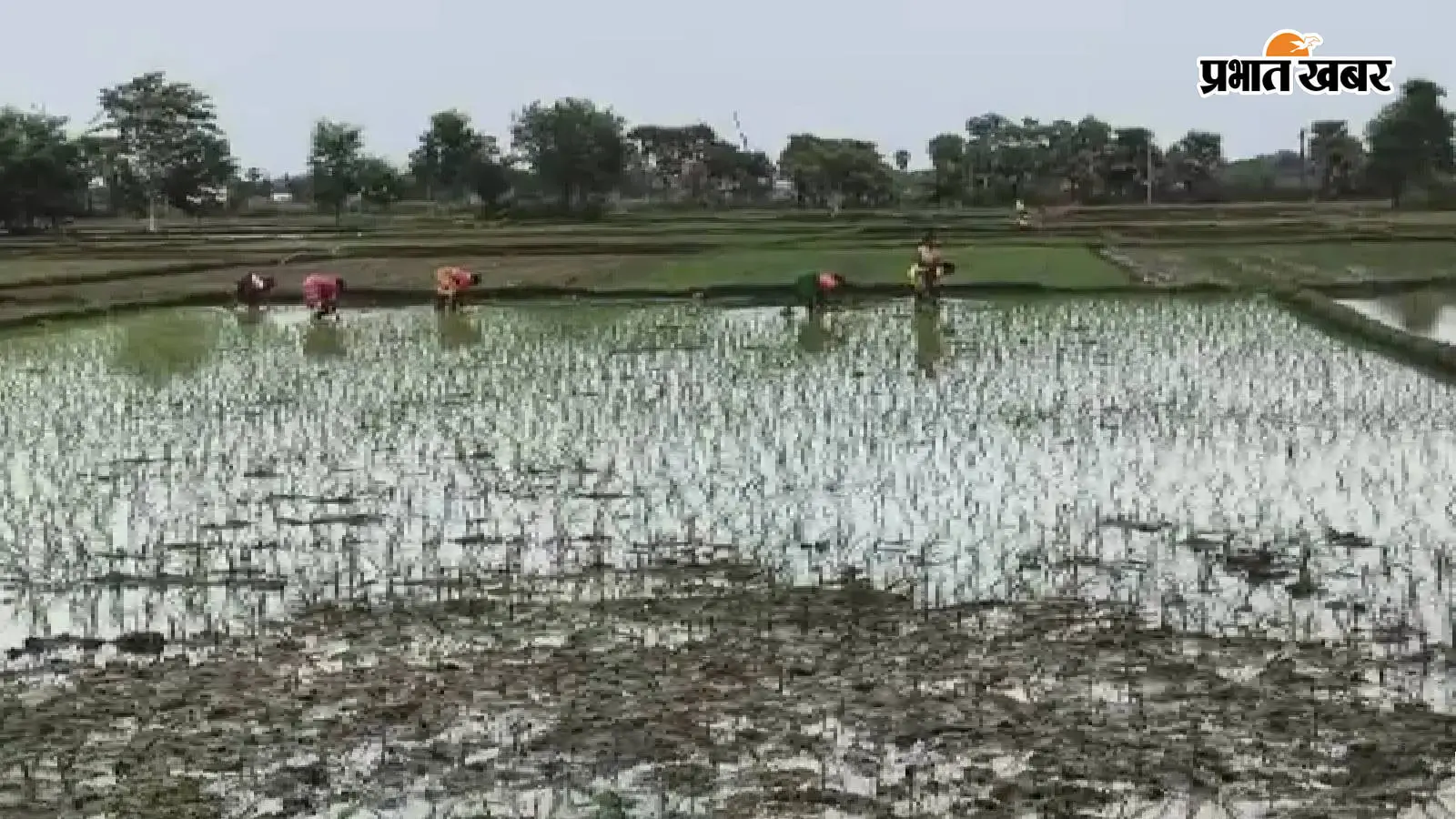 जहानाबाद: 67% कम बारिश और गिरते जलस्तर के बीच किसानों का जीवट, शत-प्रतिशत धान रोपनी का लक्ष्य हासिल; 50,878 हेक्टेयर में लहलहाए खेत