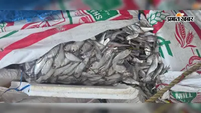 कार को टक्कर मार हाईवे पर पलटा मछली लदा पिकअप, सड़क पर बिखरी 10 क्विंटल मछली