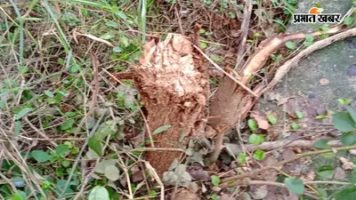 Hazaribag News :बिना अनुमति काट दिए गए आधा दर्जन पेड़, अब किस पर होगी कार्रवाई