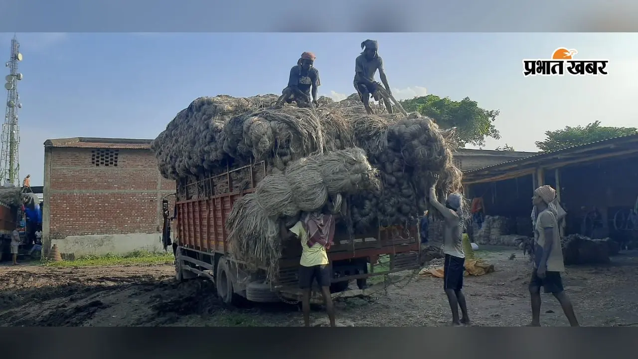 जूट की बढ़ी चमक, मक्का भी 10 रुपये तेज, जानें गुलाबबाग मंडी का ताजा भाव