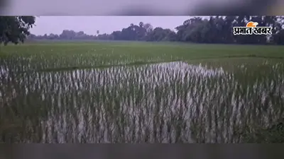 औरंगाबाद में अगस्त में कमजोर रहा मानसून, सामान्य से 25 से 30 फीसदी कम बारिश; धान की खेती पर संकट