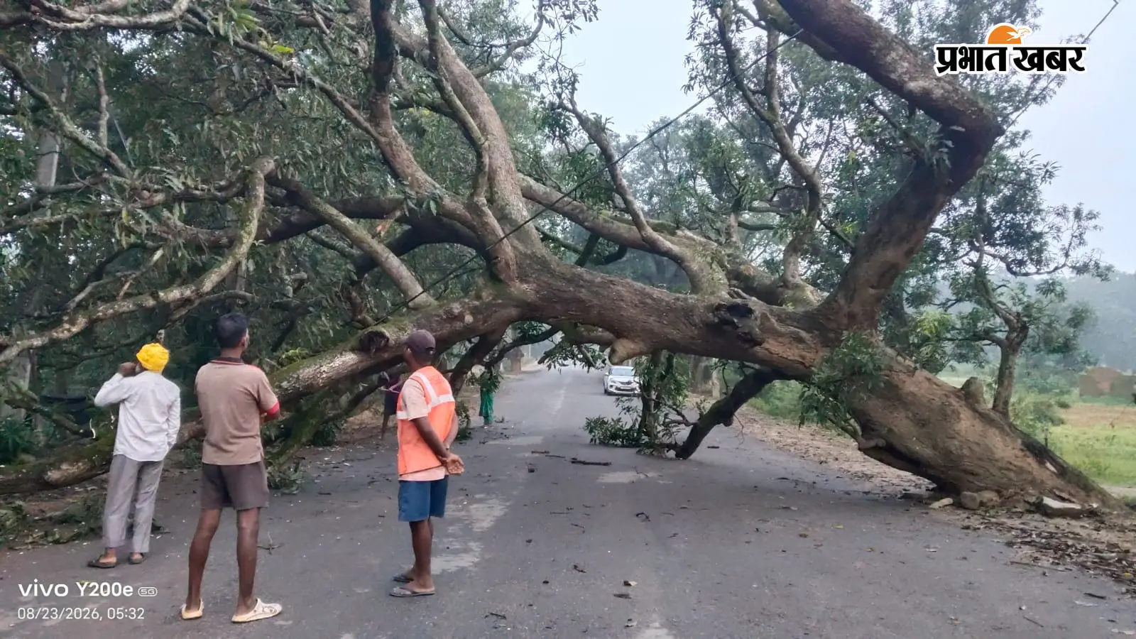 कोलेबिरा-मनोहरपुर मुख्य सड़क पर गिरा विशाल आम का पेड़, आवागमन ठप