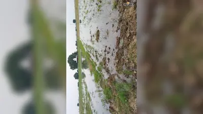 गंगा बढ़ी तो हरोहर भी उफनायी, साबिकपुर के खेतों में घुसा पानी; दियारा के किसानों को फसल डूबने का डर
