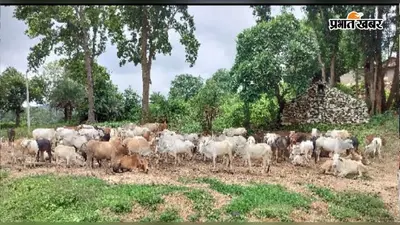आधुनिकता की दौड़ में कहां खो गया गांव का गौ बथान? वीरान पड़े ठिकानों के साथ मिट रही सदियों पुरानी परंपरा