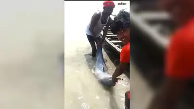 नवहट्टा: कोसी नदी के बहियार में डॉल्फिन का शिकार पड़ा महंगा, वीडियो वायरल होने पर वन विभाग ने मृत डॉल्फिन को किया जब्त