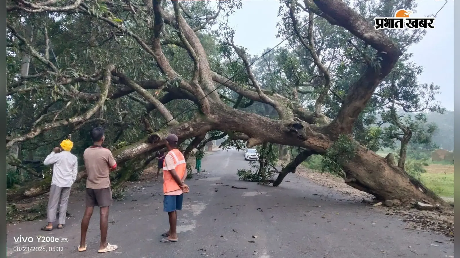 कोलेबिरा में बीच सड़क गिरा विशाल आम का पेड़, अब इस वजह से हटाने में हो रही परेशानी