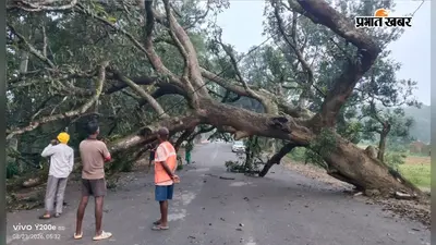 कोलेबिरा में बीच सड़क गिरा विशाल आम का पेड़, अब इस वजह से हटाने में हो रही परेशानी