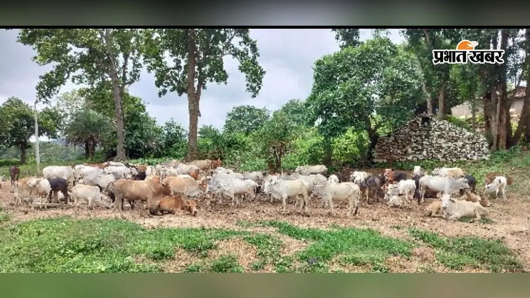 गायों की घंटियों से गूंजते थे गो बथान, अब वीरानी में खो गई गांव की पहचान
