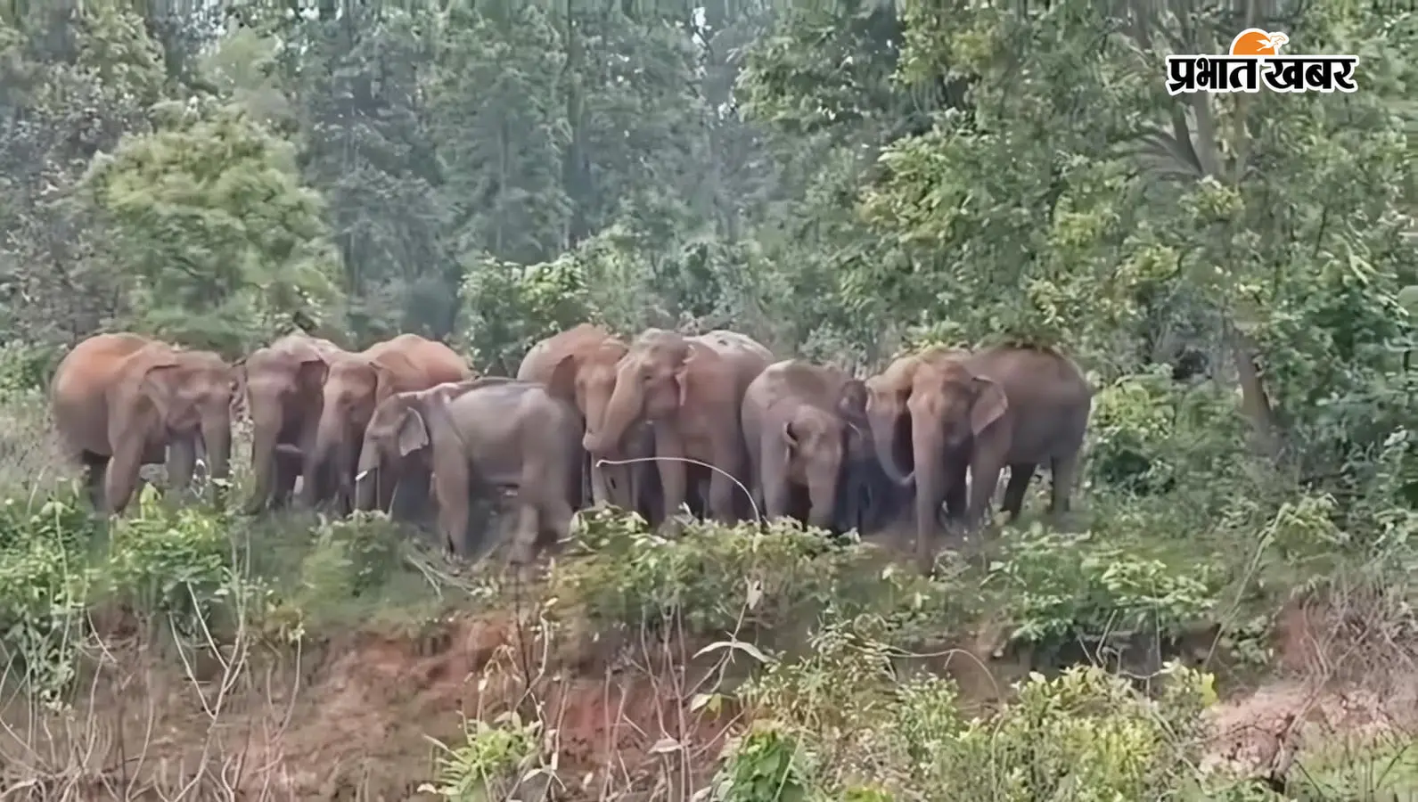 ओरमांझी में हाथियों का तांडव: युवक को कुचलकर ली जान, घर में घुसकर अनाज चट किया; दहशत में ग्रामीण