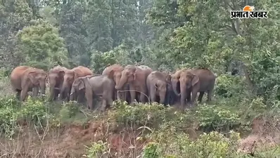 ओरमांझी में हाथियों का तांडव: युवक को कुचलकर ली जान, घर में घुसकर अनाज चट किया; दहशत में ग्रामीण