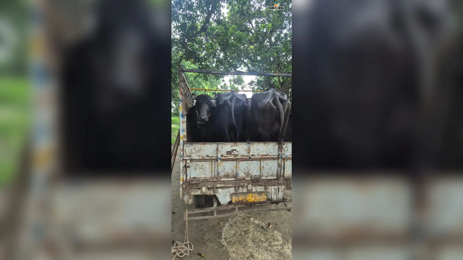 टेढ़ागाछ में वाहन जांच के दौरान 9 भैंस बरामद, एक पिकअप चालक गिरफ्तार