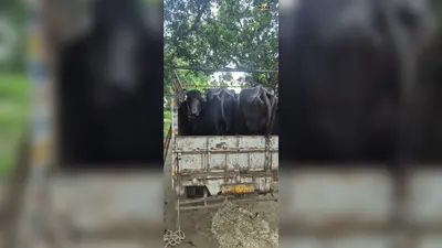 टेढ़ागाछ में वाहन जांच के दौरान 9 भैंस बरामद, एक पिकअप चालक गिरफ्तार