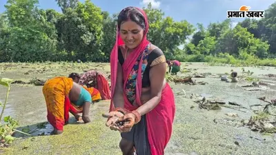 उत्तर प्रदेश में मखाना उत्पादन: किसानों को मिलेगा आधा खर्च वापस, तराई इलाकों में मखाना उत्पादन से मजबूत होगी आर्थिक स्थिति