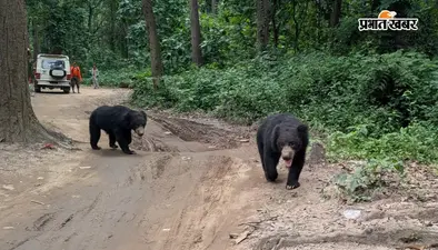 भोलेनाथ के दर्शन को जा रहे थे श्रद्धालु, जंगल के रास्ते में अचानक सामने आ गए दो भालू