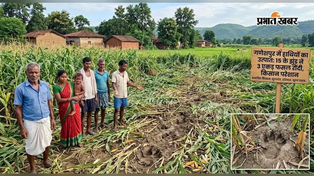 रात में 15 हाथियों का झुंड गांव में घुसा, सुबह खेत पहुंचे किसान तो उड़ गये होश