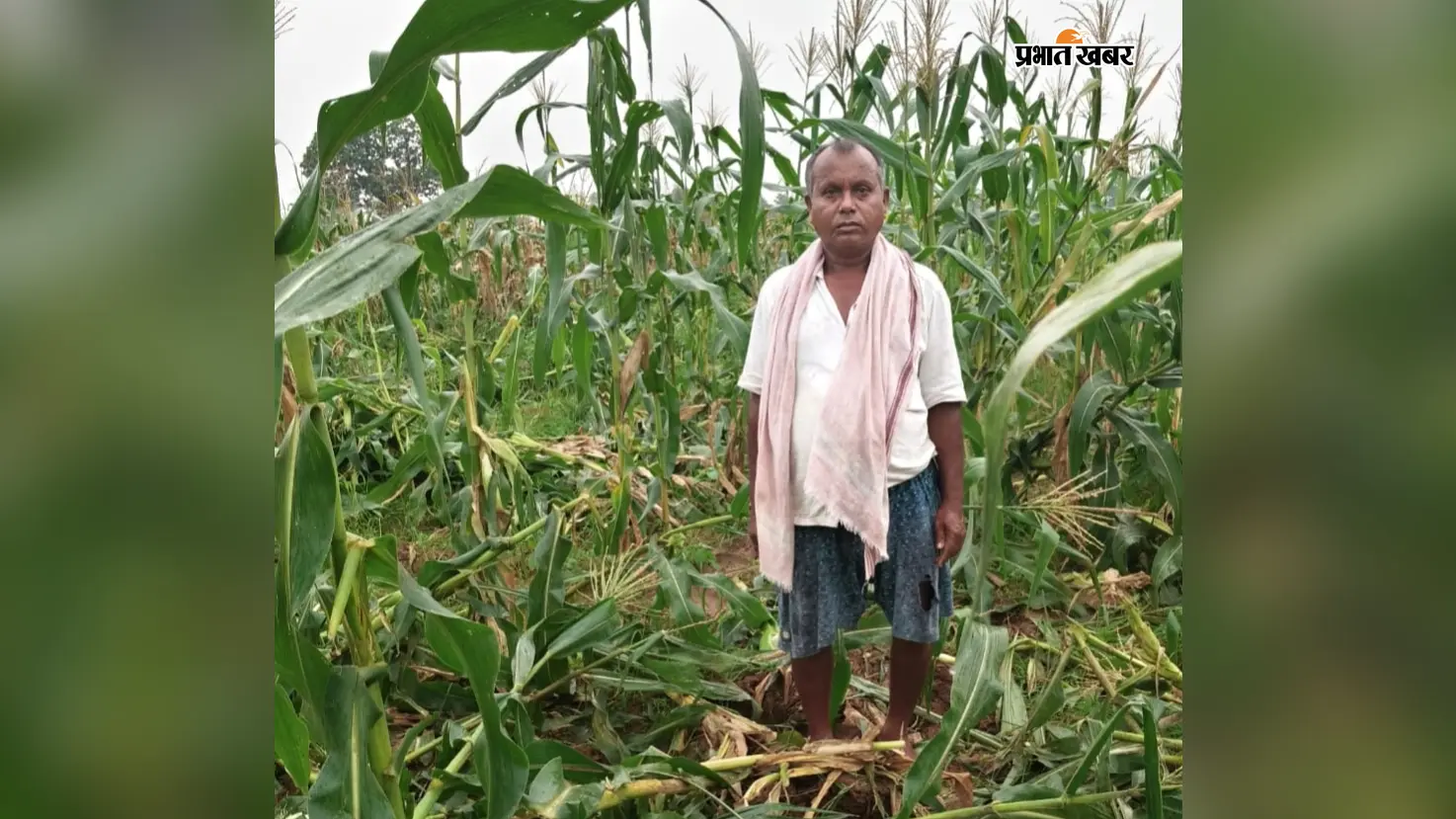 गोला में 10 जंगली हाथियों का आतंक! खेतों में घुसकर फसलें रौंदी, ग्रामीणों में दहशत