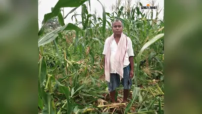 गोला में 10 जंगली हाथियों का आतंक! खेतों में घुसकर फसलें रौंदी, ग्रामीणों में दहशत