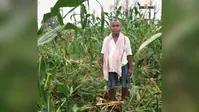 गोला में 10 जंगली हाथियों का आतंक! खेतों में घुसकर फसलें रौंदी, ग्रामीणों में दहशत