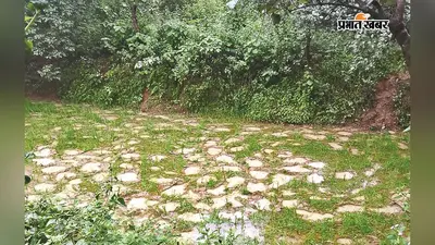 रनिया में हाथियों का आतंक जारी, 10 हाथियों के झुंड ने रौंदी धान की फसल