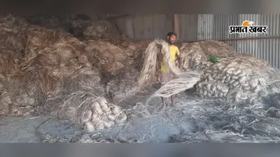 पूर्णिया गुलाबबाग मंडी: जूट बाजार में गरमाहट बरकरार, मक्के के भाव में हल्की नरमी; जानें आज के ताजा रेट