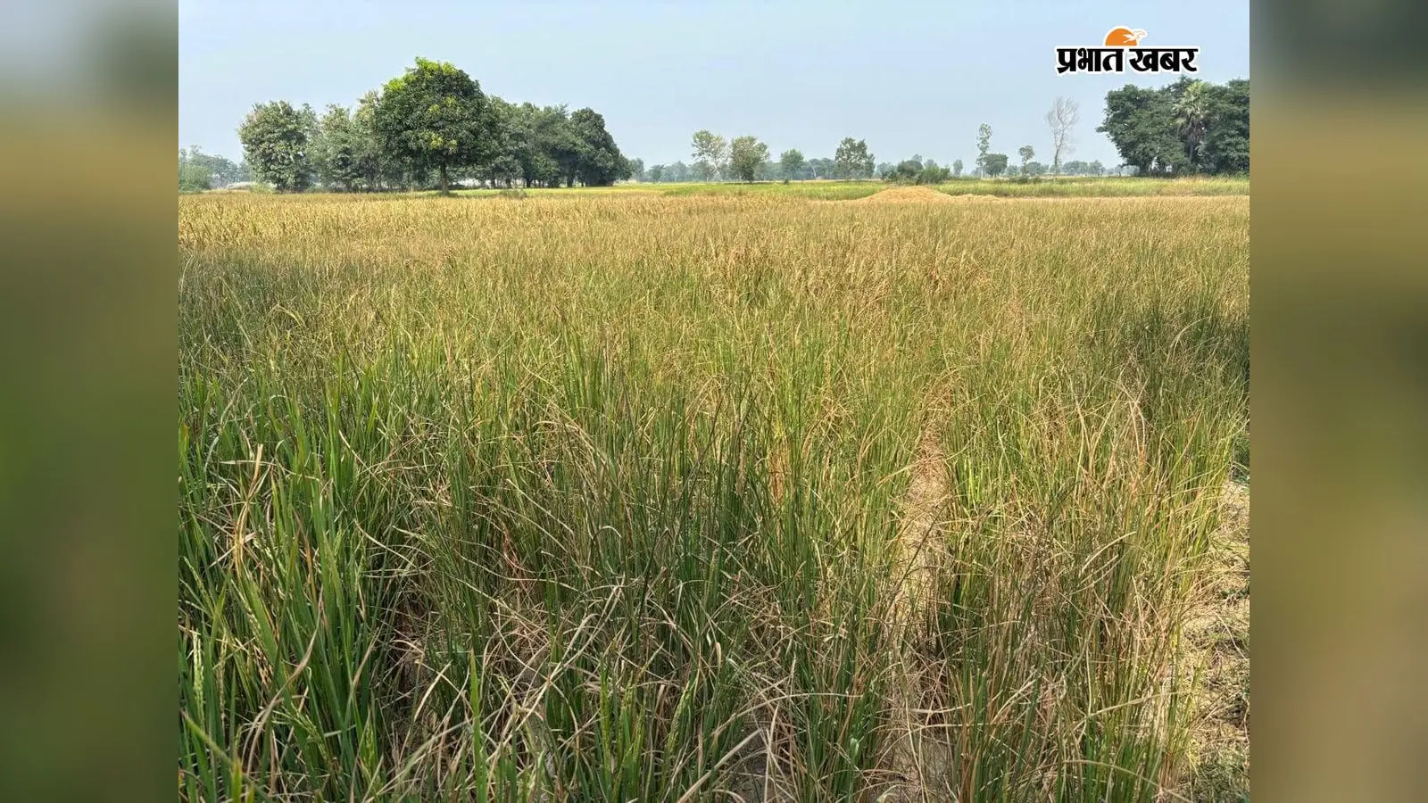 नालंदा में पैकेटबंद भोजन खरीदने का बढ़ा चलन, किसानों की रसोई में भी नहीं मिलती खुद से तैयार की सामग्री