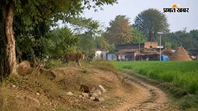 मुरादाबाद में तेंदुए का आतंक, महिला को बनाया शिकार, अब तक तीन लोगों की जा चुकी है जान