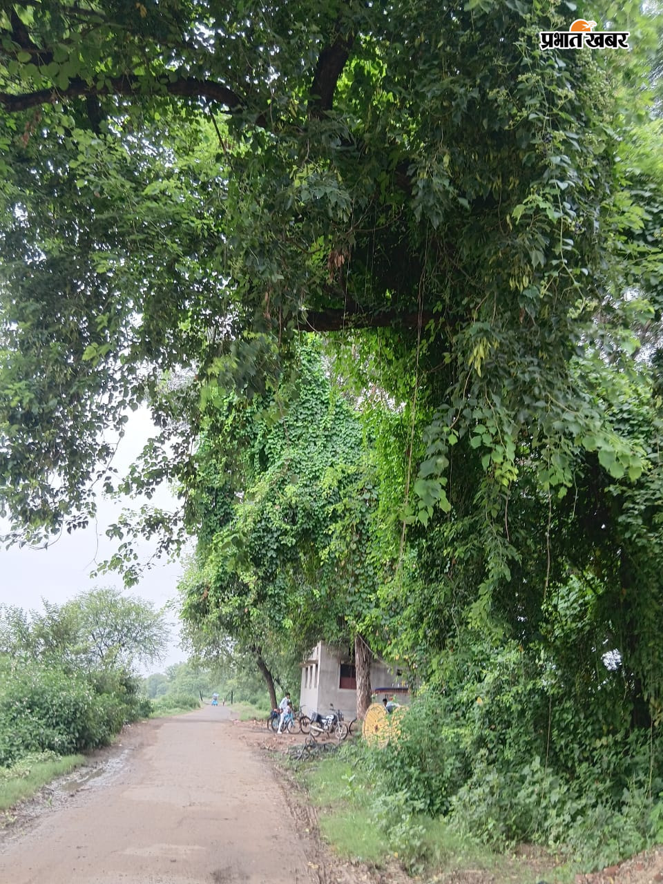      फोटो कैप्शन : गिद्धौर रेलवे स्टेशन से सेवा गांव जानेवाली बाईपास  सड़क की ओर झुका हादसे को दावत देता विशालकाय पेड़ | Prabhat Khabar Network