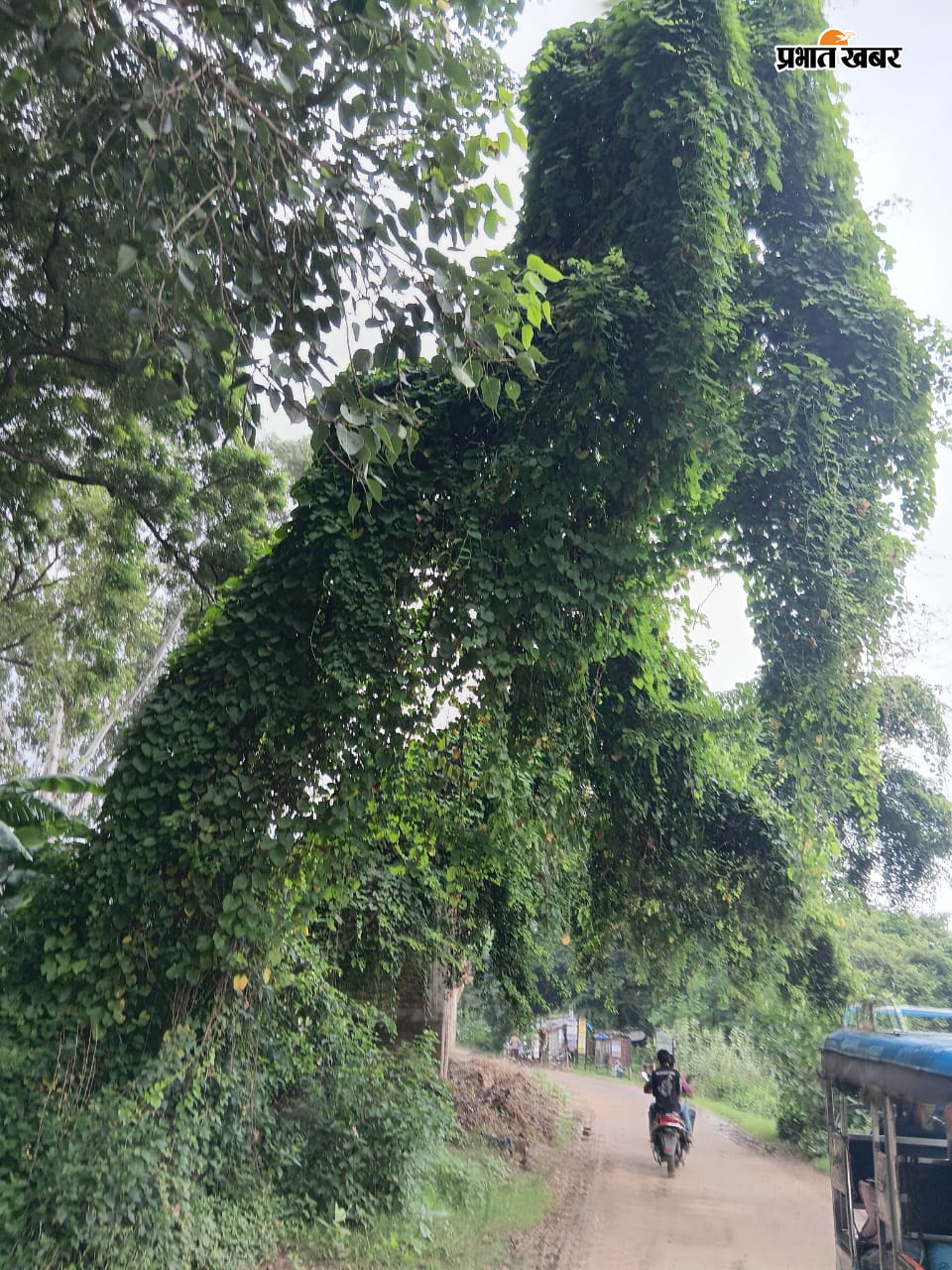      फोटो कैप्शन : गिद्धौर रेलवे स्टेशन से सेवा गांव जानेवाली बाईपास  सड़क की ओर झुका हादसे को दावत देता विशालकाय पेड़ | Prabhat Khabar Network